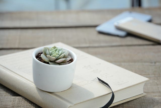 Binnen of buiten? Dit zijn de beste bloempotten per ruimte